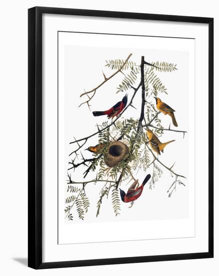 Audubon: Oriole-John James Audubon-Framed Giclee Print