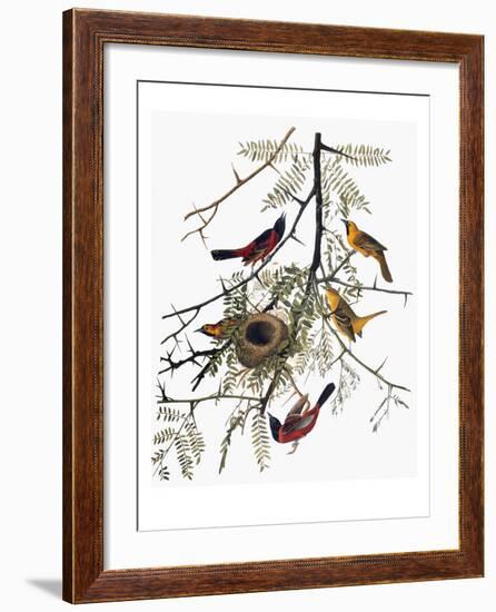 Audubon: Oriole-John James Audubon-Framed Giclee Print