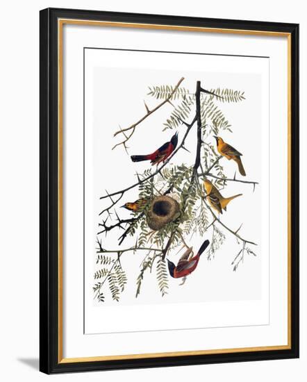 Audubon: Oriole-John James Audubon-Framed Giclee Print