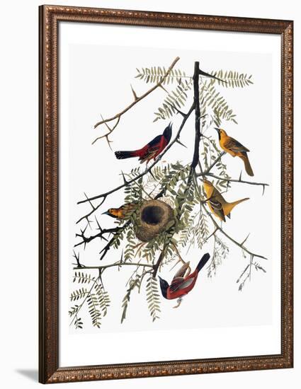 Audubon: Oriole-John James Audubon-Framed Giclee Print