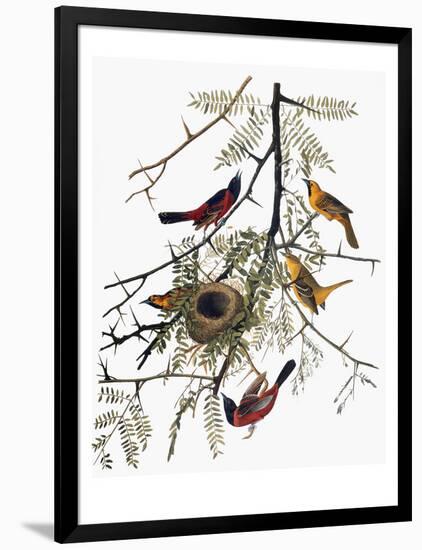 Audubon: Oriole-John James Audubon-Framed Giclee Print