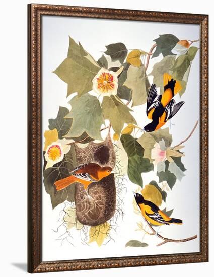 Audubon: Oriole-John James Audubon-Framed Giclee Print