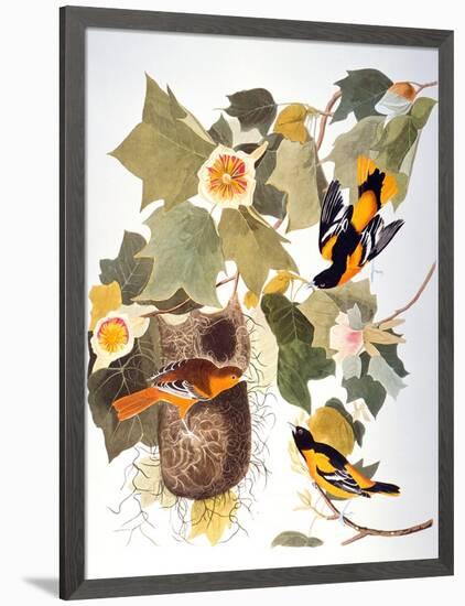 Audubon: Oriole-John James Audubon-Framed Giclee Print