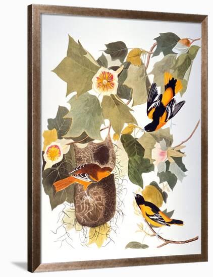 Audubon: Oriole-John James Audubon-Framed Giclee Print