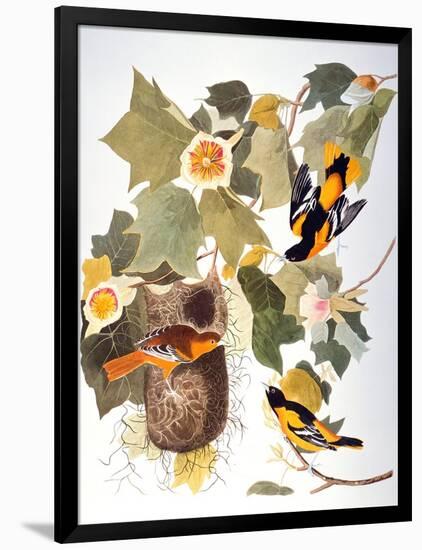 Audubon: Oriole-John James Audubon-Framed Giclee Print