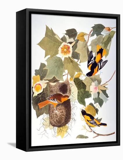 Audubon: Oriole-John James Audubon-Framed Premier Image Canvas