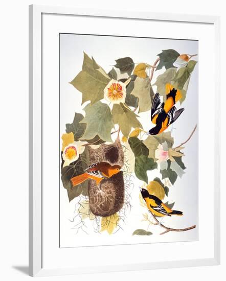 Audubon: Oriole-John James Audubon-Framed Giclee Print