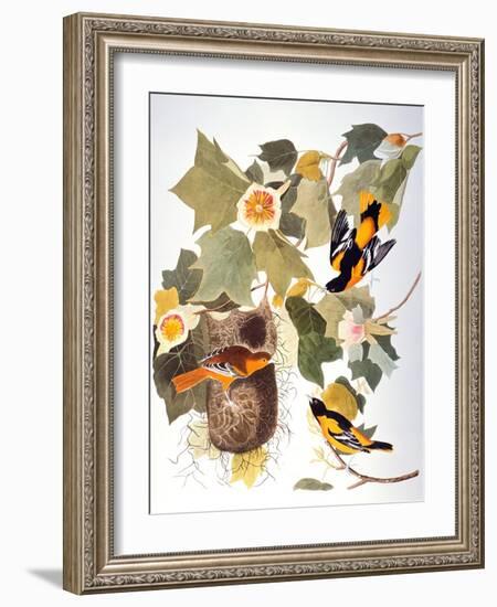 Audubon: Oriole-John James Audubon-Framed Giclee Print