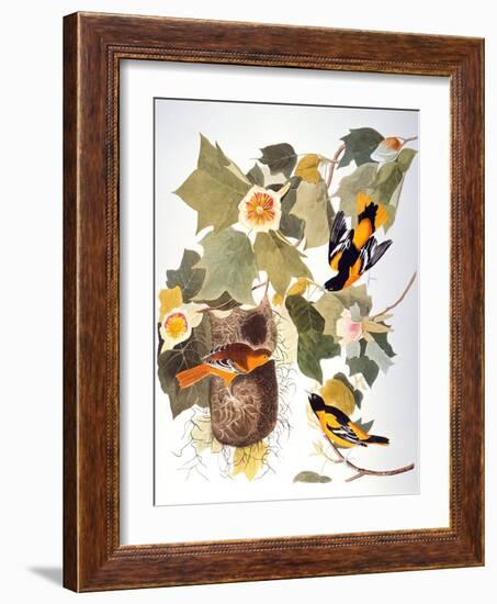 Audubon: Oriole-John James Audubon-Framed Giclee Print