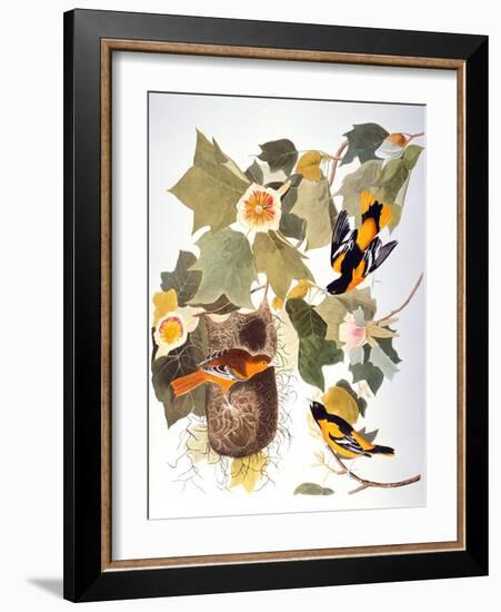 Audubon: Oriole-John James Audubon-Framed Giclee Print