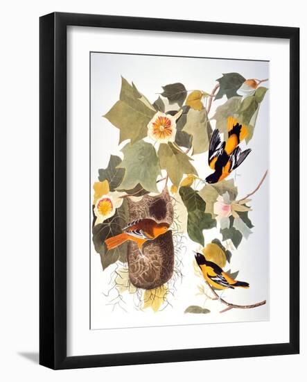 Audubon: Oriole-John James Audubon-Framed Giclee Print