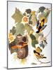 Audubon: Oriole-John James Audubon-Mounted Giclee Print