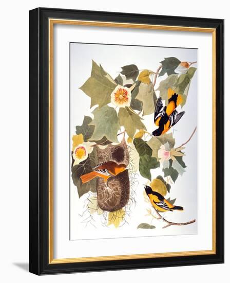 Audubon: Oriole-John James Audubon-Framed Giclee Print