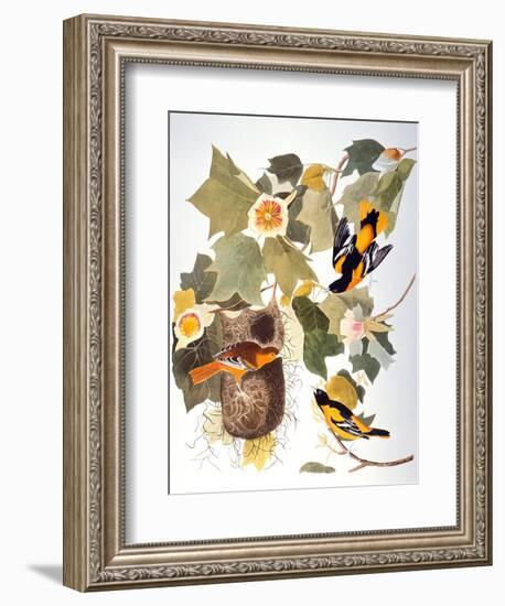 Audubon: Oriole-John James Audubon-Framed Premium Giclee Print