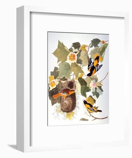Audubon: Oriole-John James Audubon-Framed Premium Giclee Print