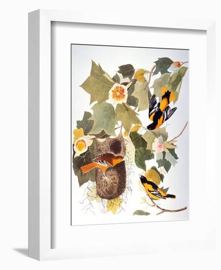 Audubon: Oriole-John James Audubon-Framed Premium Giclee Print