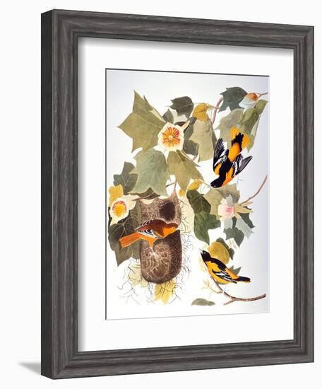 Audubon: Oriole-John James Audubon-Framed Giclee Print