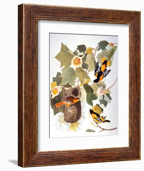 Audubon: Oriole-John James Audubon-Framed Giclee Print