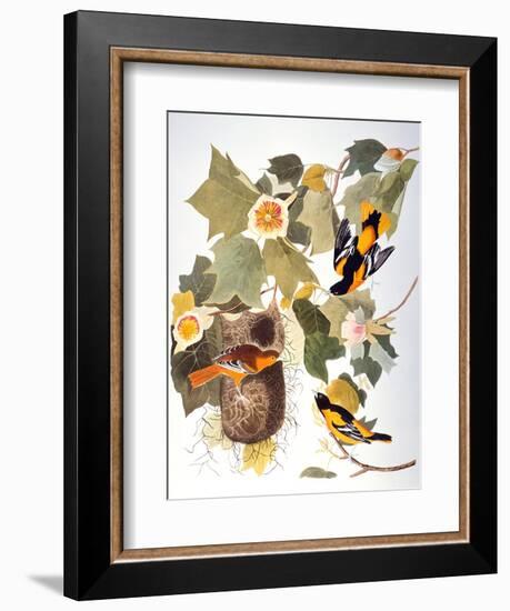 Audubon: Oriole-John James Audubon-Framed Giclee Print