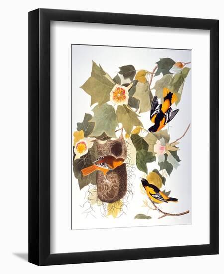 Audubon: Oriole-John James Audubon-Framed Giclee Print