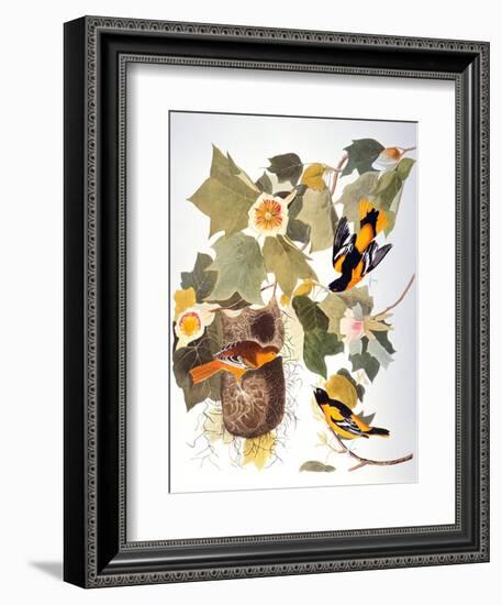 Audubon: Oriole-John James Audubon-Framed Giclee Print