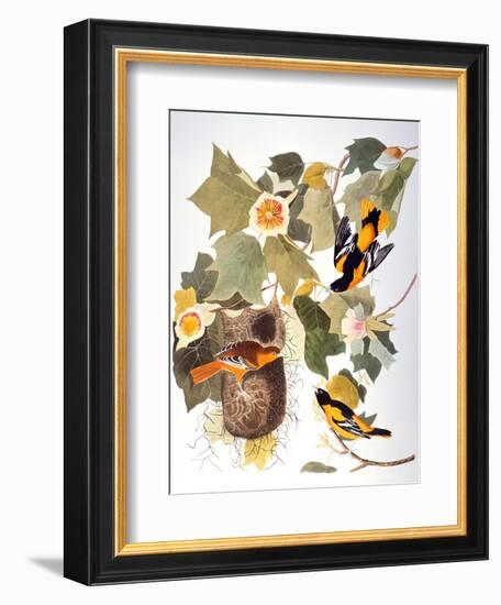 Audubon: Oriole-John James Audubon-Framed Giclee Print