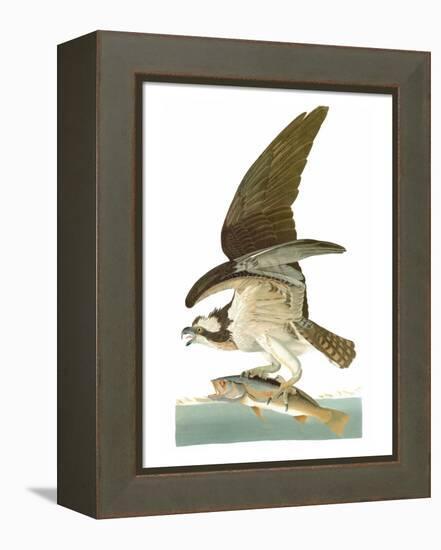 Audubon: Osprey-John James Audubon-Framed Premier Image Canvas