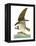 Audubon: Osprey-John James Audubon-Framed Premier Image Canvas