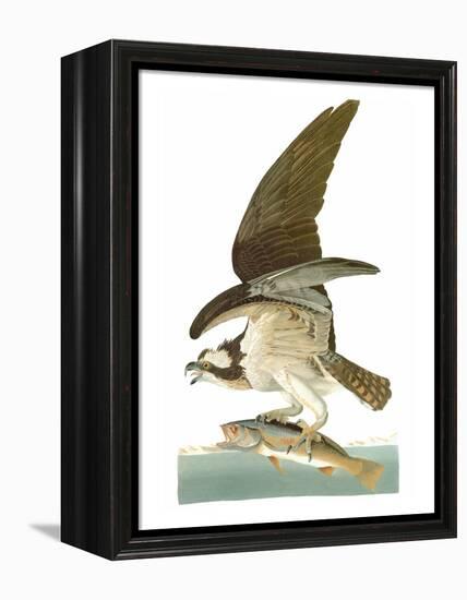 Audubon: Osprey-John James Audubon-Framed Premier Image Canvas