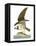 Audubon: Osprey-John James Audubon-Framed Premier Image Canvas