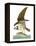 Audubon: Osprey-John James Audubon-Framed Premier Image Canvas