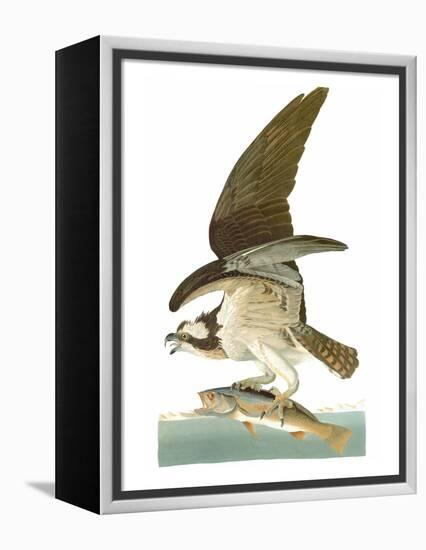 Audubon: Osprey-John James Audubon-Framed Premier Image Canvas