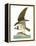 Audubon: Osprey-John James Audubon-Framed Premier Image Canvas