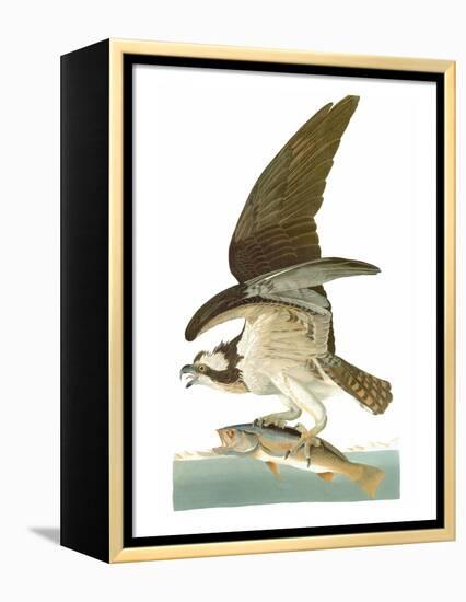 Audubon: Osprey-John James Audubon-Framed Premier Image Canvas