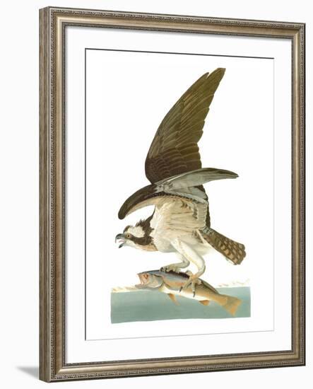 Audubon: Osprey-John James Audubon-Framed Premium Giclee Print