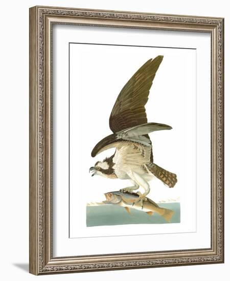 Audubon: Osprey-John James Audubon-Framed Giclee Print