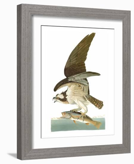 Audubon: Osprey-John James Audubon-Framed Giclee Print