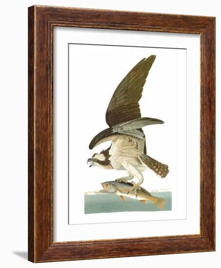 Audubon: Osprey-John James Audubon-Framed Giclee Print