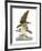 Audubon: Osprey-John James Audubon-Framed Giclee Print