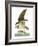 Audubon: Osprey-John James Audubon-Framed Giclee Print