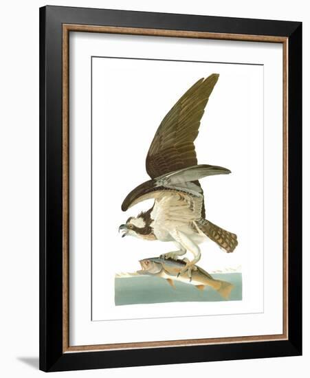 Audubon: Osprey-John James Audubon-Framed Giclee Print