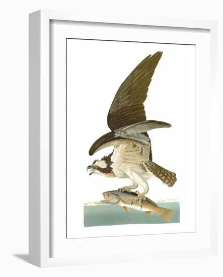 Audubon: Osprey-John James Audubon-Framed Giclee Print