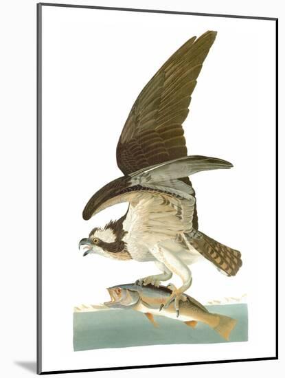 Audubon: Osprey-John James Audubon-Mounted Giclee Print