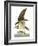 Audubon: Osprey-John James Audubon-Framed Giclee Print