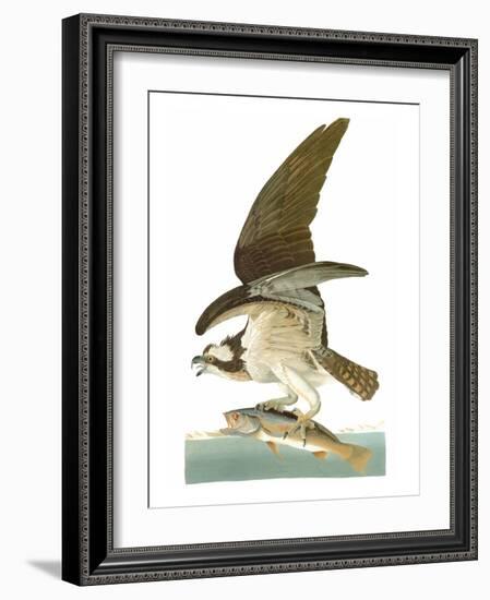 Audubon: Osprey-John James Audubon-Framed Giclee Print