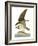 Audubon: Osprey-John James Audubon-Framed Giclee Print