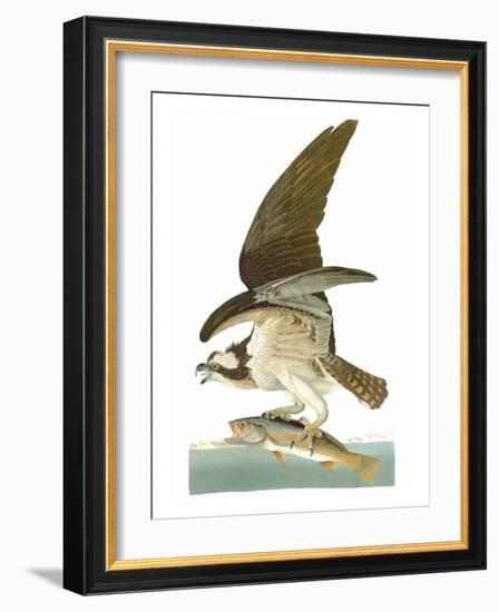 Audubon: Osprey-John James Audubon-Framed Giclee Print