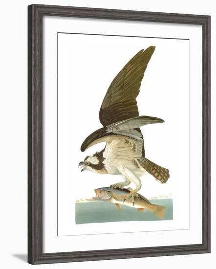 Audubon: Osprey-John James Audubon-Framed Giclee Print