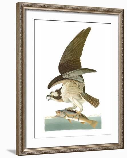 Audubon: Osprey-John James Audubon-Framed Giclee Print