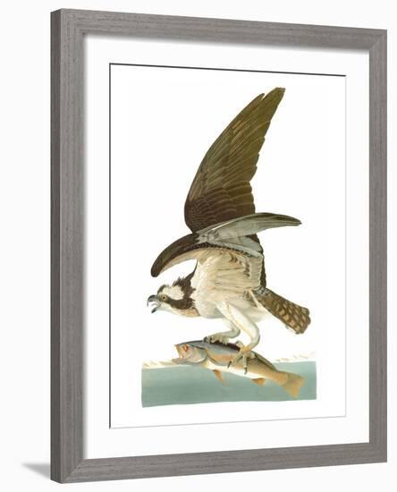 Audubon: Osprey-John James Audubon-Framed Giclee Print